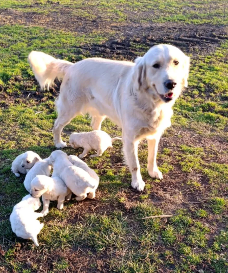 Zlatni retriver na prodaju, Subotica