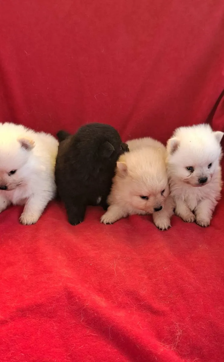 Nemački špic na prodaju, Subotica