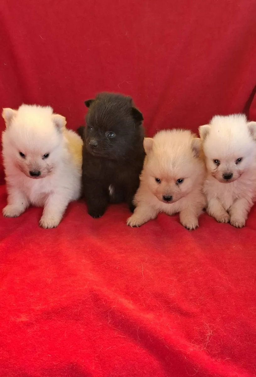 Nemački špic na prodaju, Subotica (2)