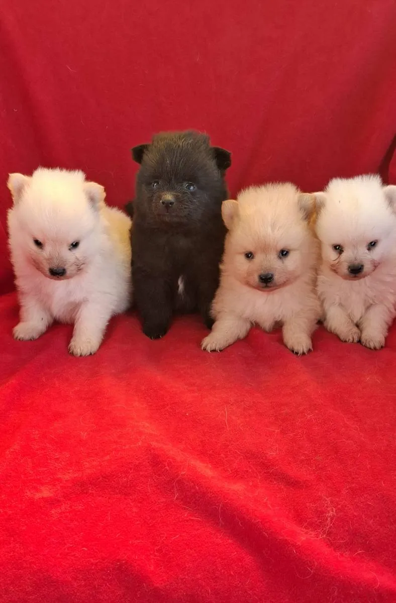 Nemački špic na prodaju, Subotica (3)