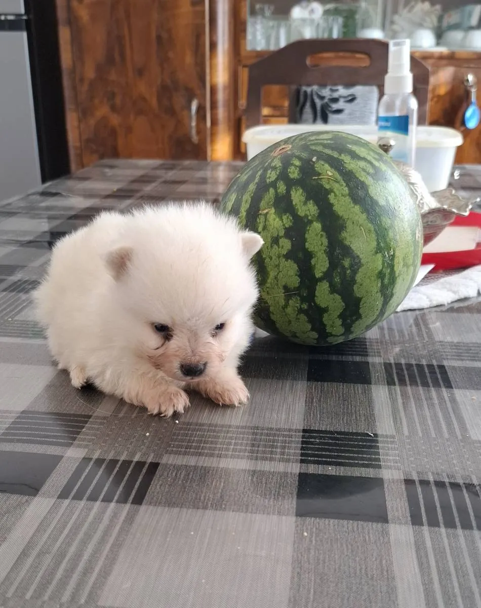 Nemački špic na prodaju, Subotica (5)