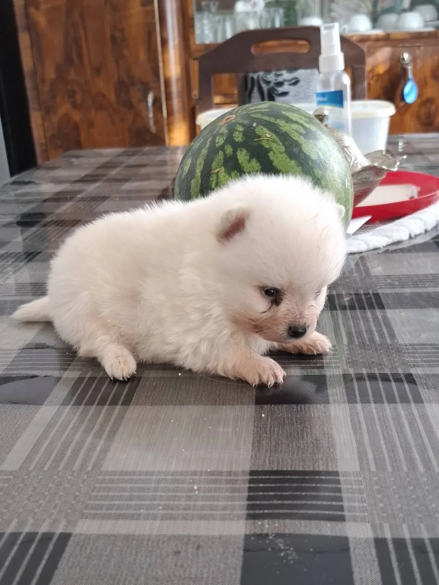 Nemački špic na prodaju, Subotica (4)