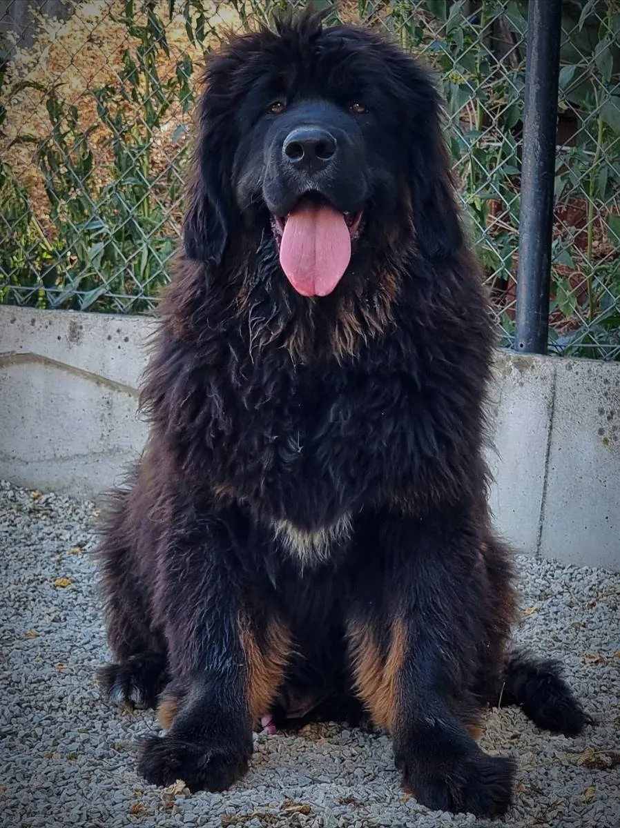 Tibetski mastif na prodaju, Kraljevo