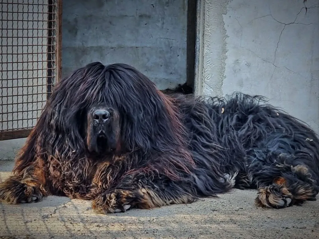 Tibetski mastif na prodaju, Kraljevo (4)