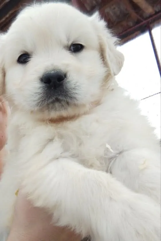 Zlatni retriver na prodaju, Subotica