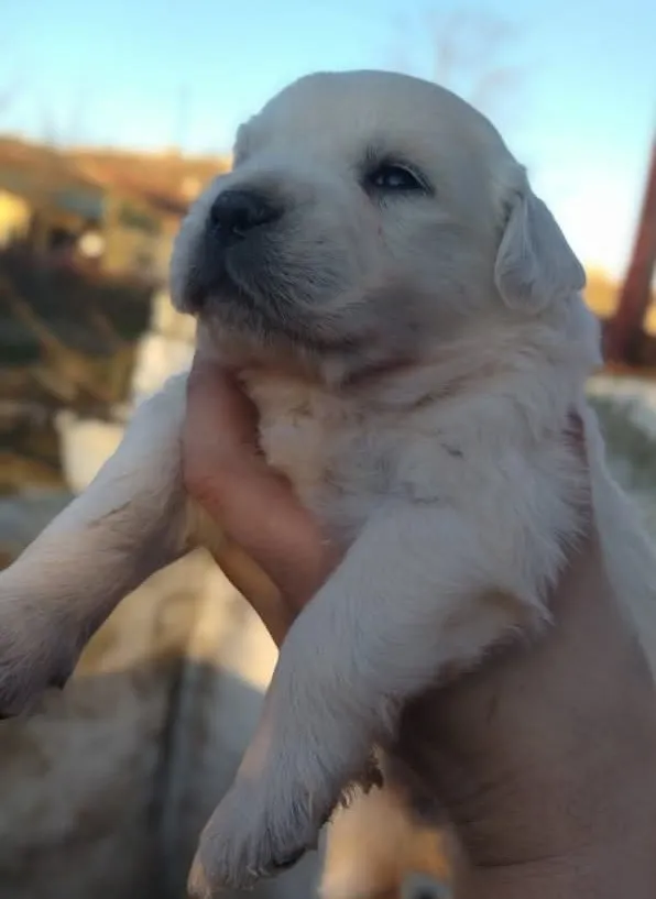 Zlatni retriver na prodaju, Subotica (2)