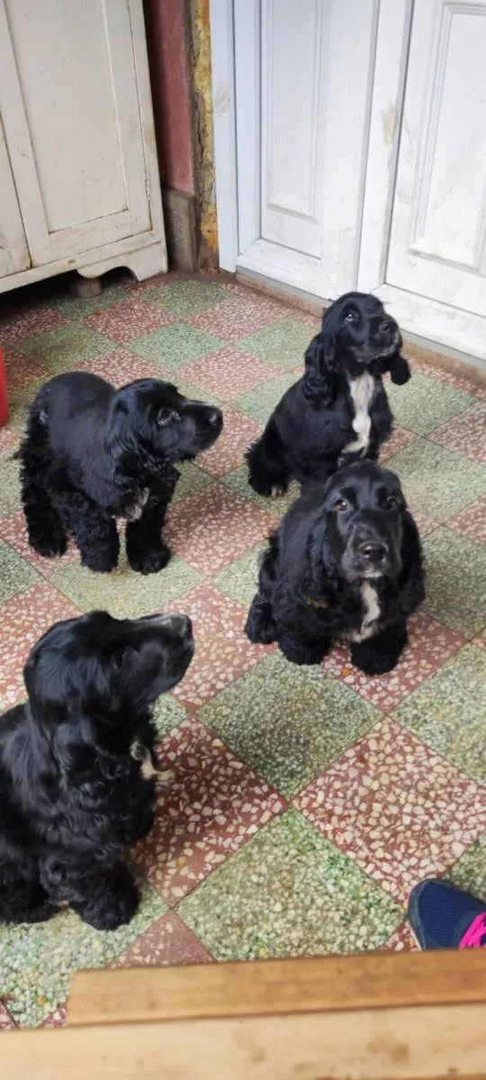 Engleski koker španijel na prodaju, Subotica