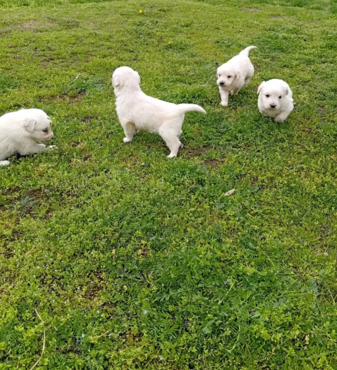 Zlatni retriver na prodaju, Subotica (3)