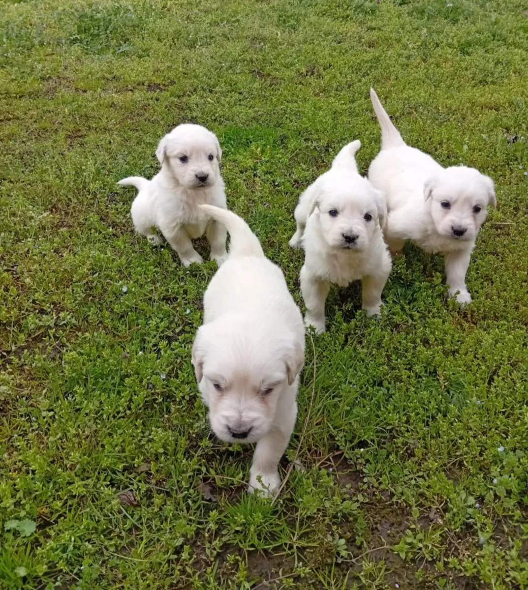 Zlatni retriver na prodaju, Subotica