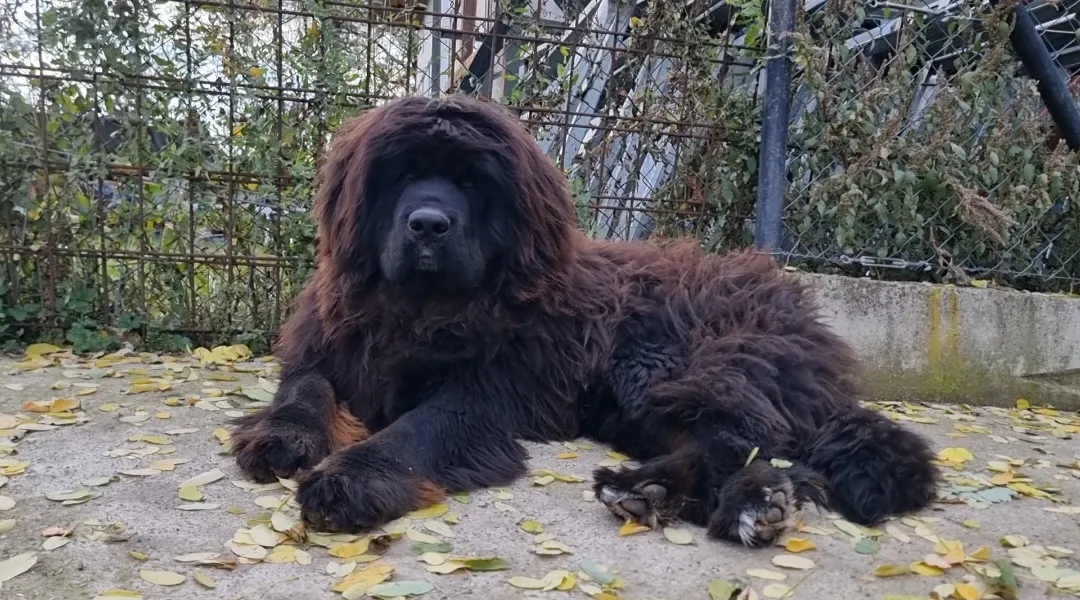 Tibetski mastif na prodaju, Kraljevo (2)