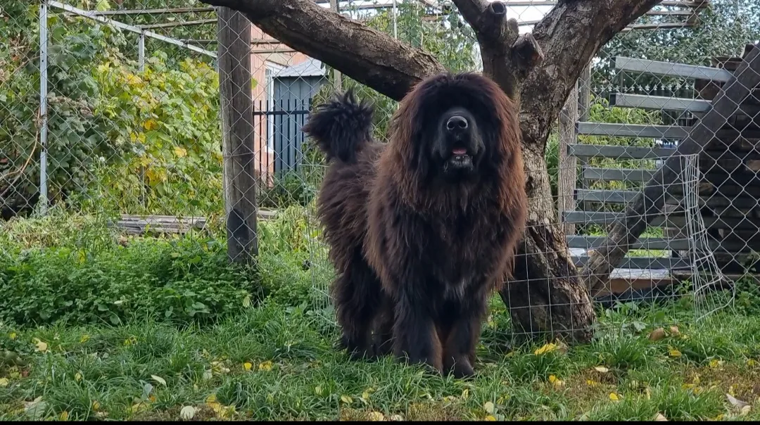 Tibetski mastif na prodaju, Kraljevo