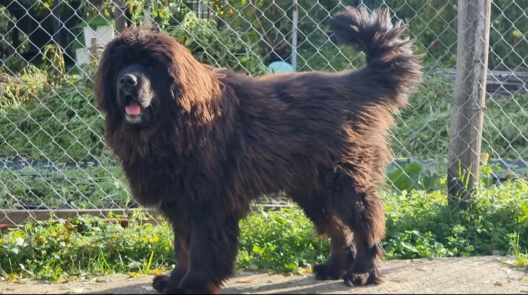 Tibetski mastif na prodaju, Kraljevo (3)