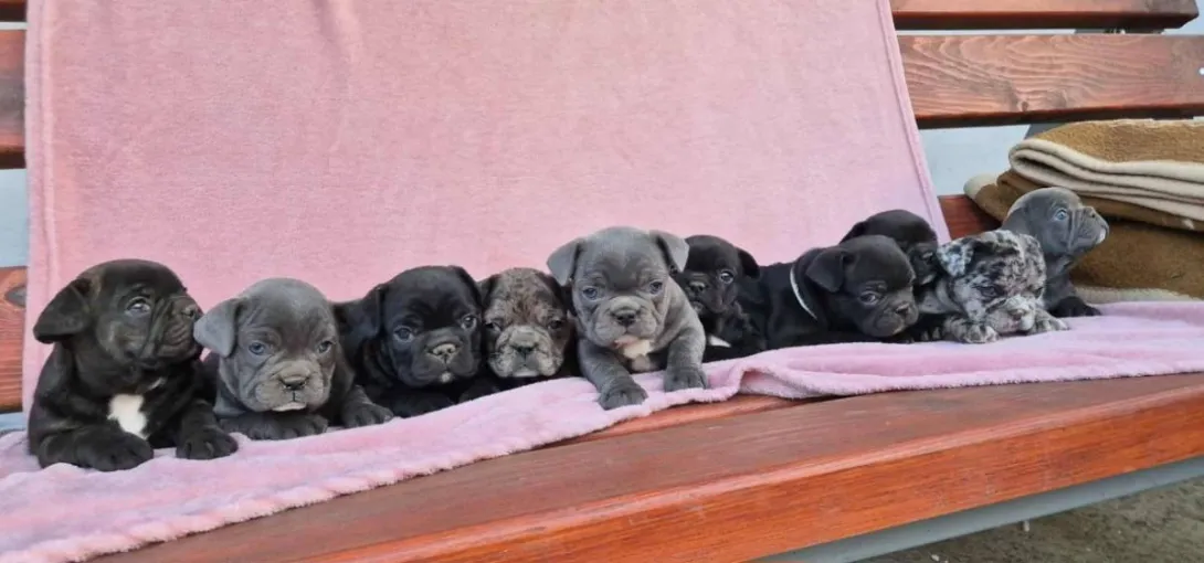 Francuski buldog na prodaju, Subotica