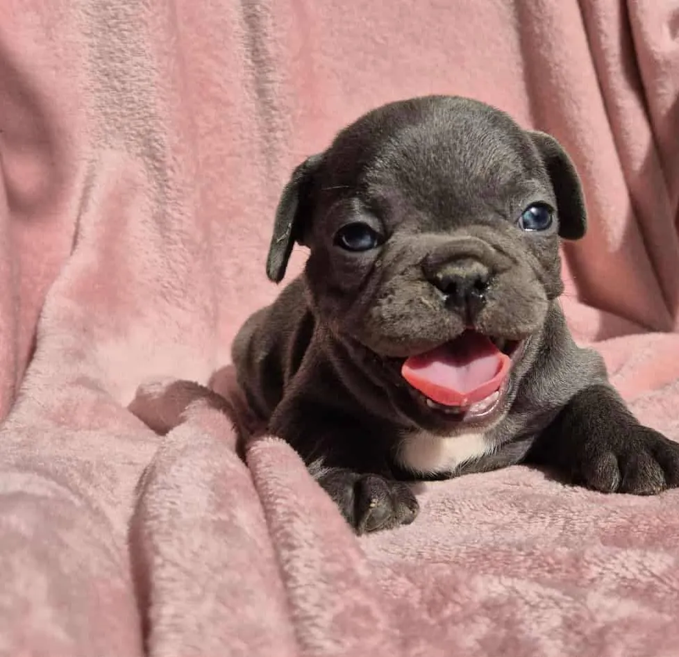 Francuski buldog na prodaju, Subotica (3)