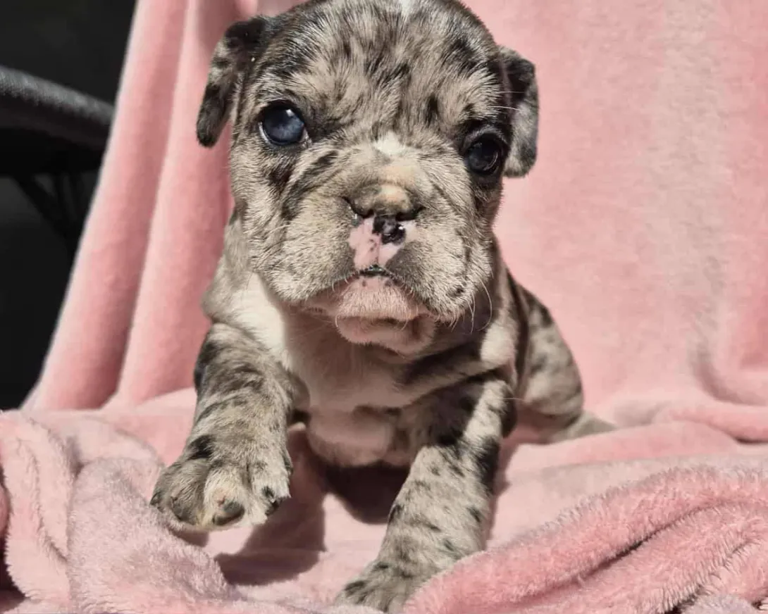 Francuski buldog na prodaju, Subotica (4)