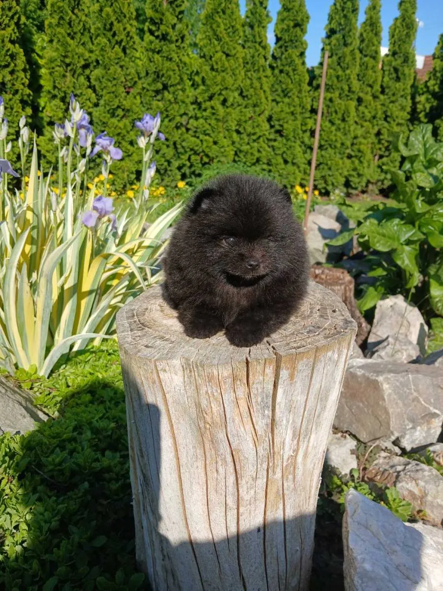 Nemački špic na prodaju, Subotica (5)