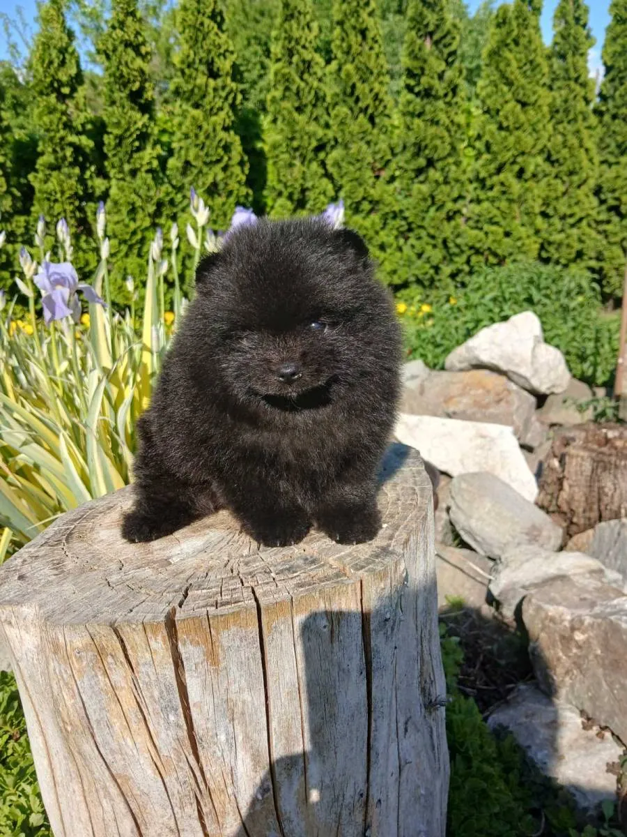 Nemački špic na prodaju, Subotica (3)