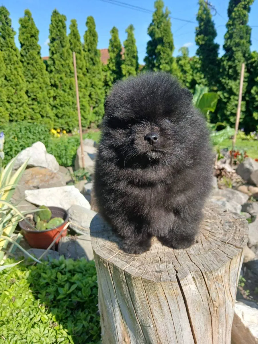 Nemački špic na prodaju, Subotica