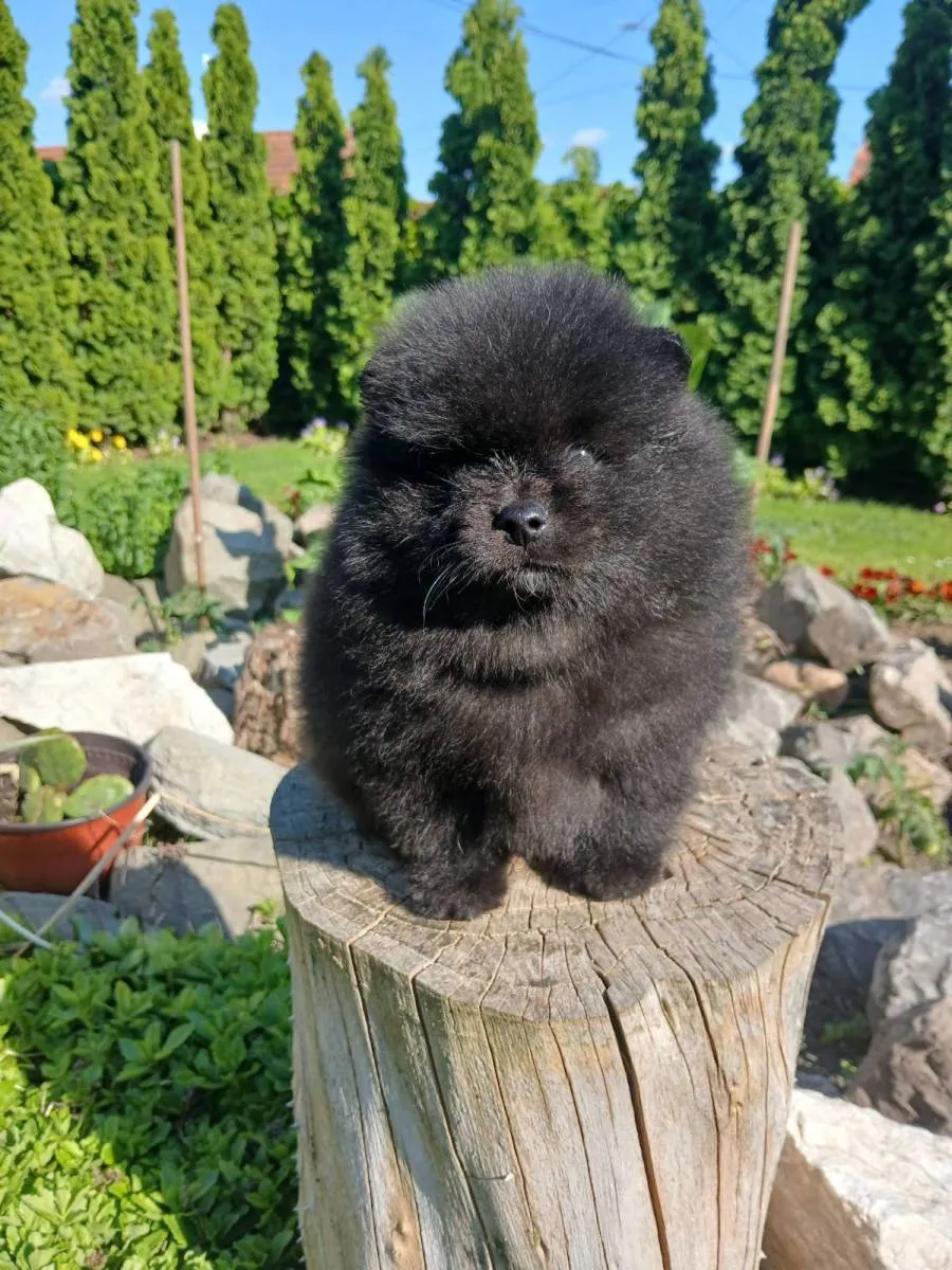 Nemački špic na prodaju, Subotica (2)