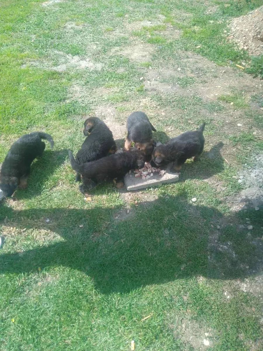 Nemački ovčar na prodaju, Subotica (2)