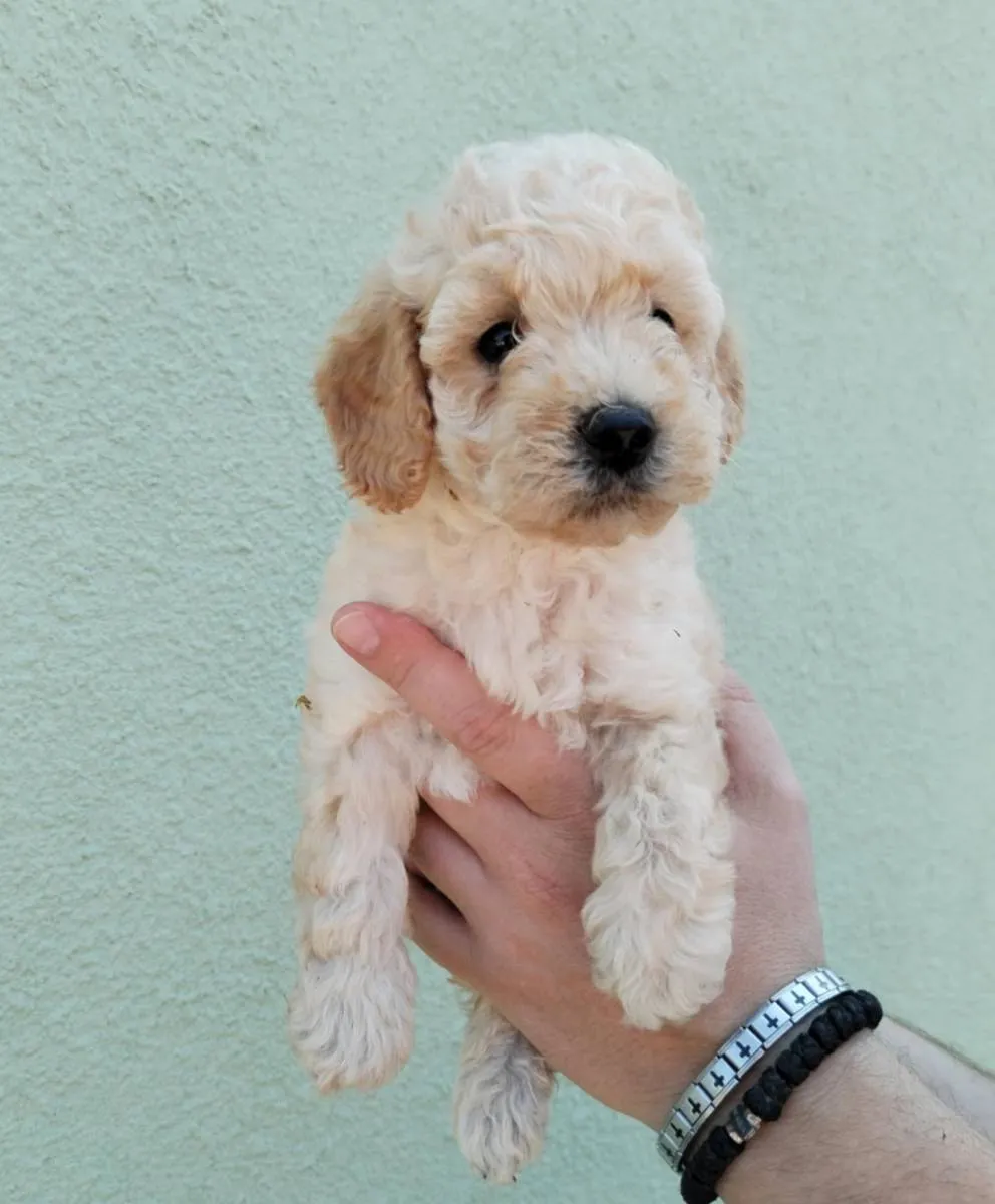 Pudla (patuljasta) na prodaju, Subotica (4)