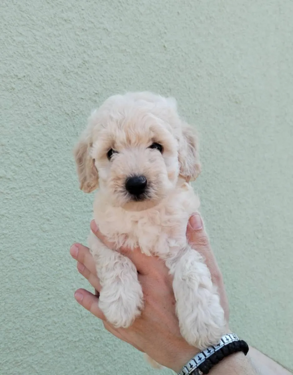 Pudla (patuljasta) na prodaju, Subotica (3)