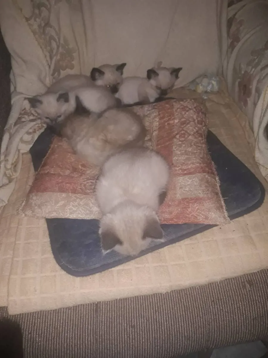 Sijamska mačka na prodaju, Subotica (2)