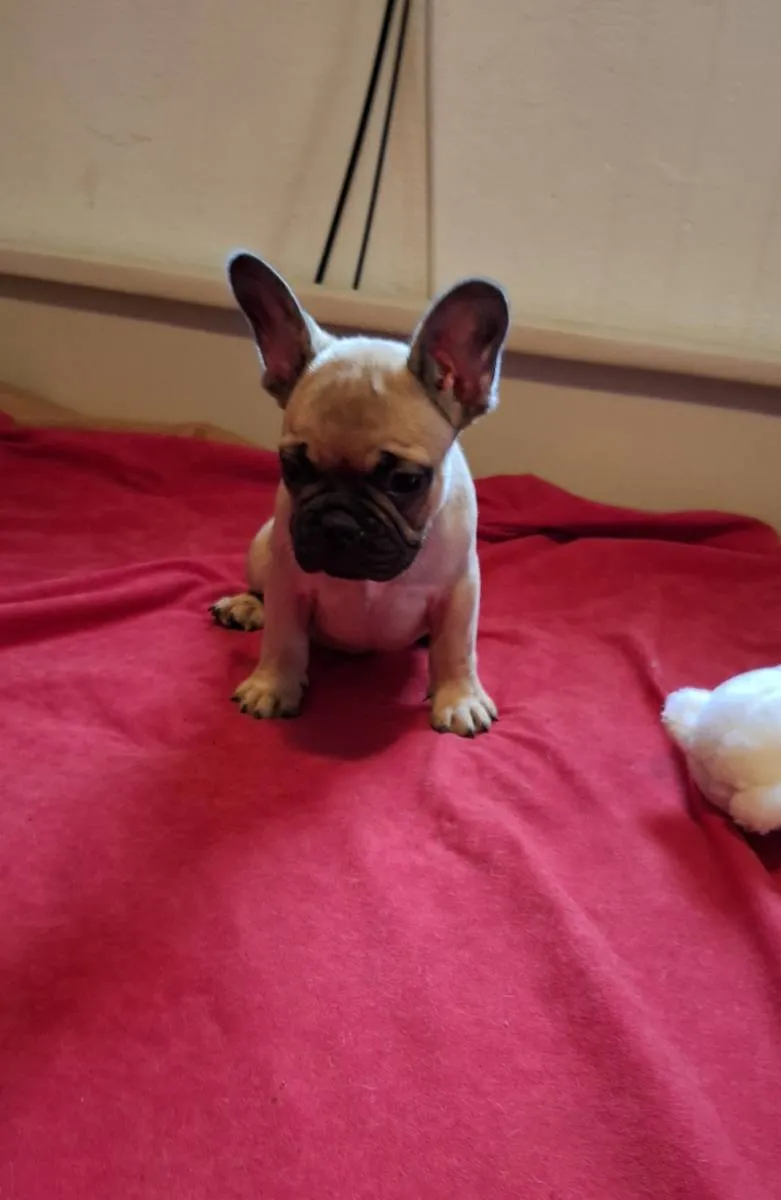 Francuski buldog na prodaju, Subotica (4)