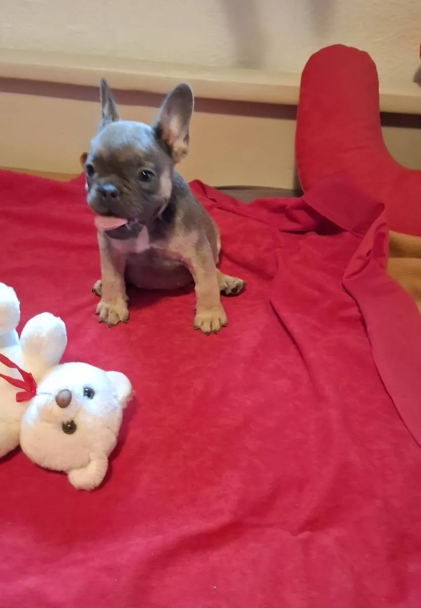 Francuski buldog na prodaju, Subotica