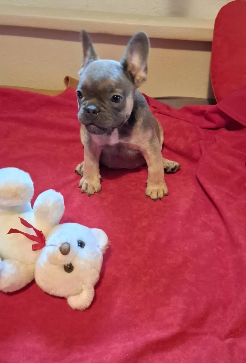 Francuski buldog na prodaju, Subotica (2)