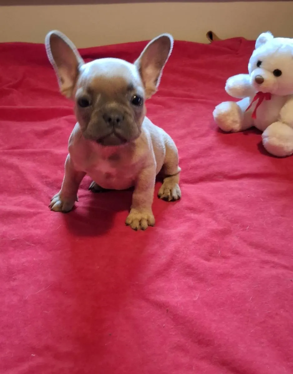 Francuski buldog na prodaju, Subotica (5)