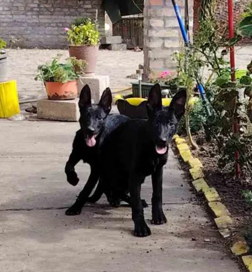 Nemački ovčar na prodaju, Subotica (3)