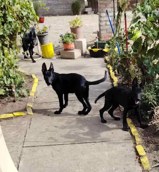 Nemački ovčar na prodaju, Subotica (2)