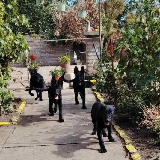 Nemački ovčar na prodaju, Subotica