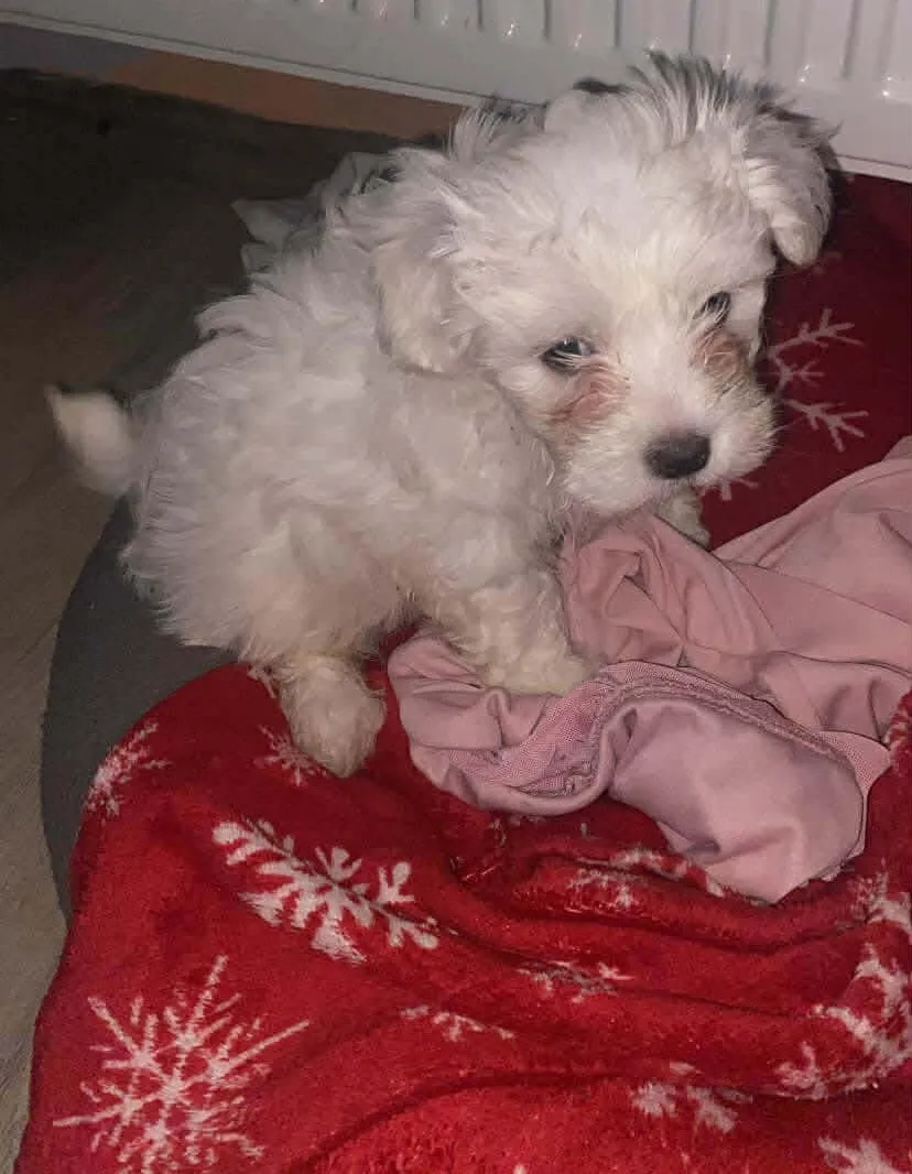 Malteški pas na prodaju, Subotica