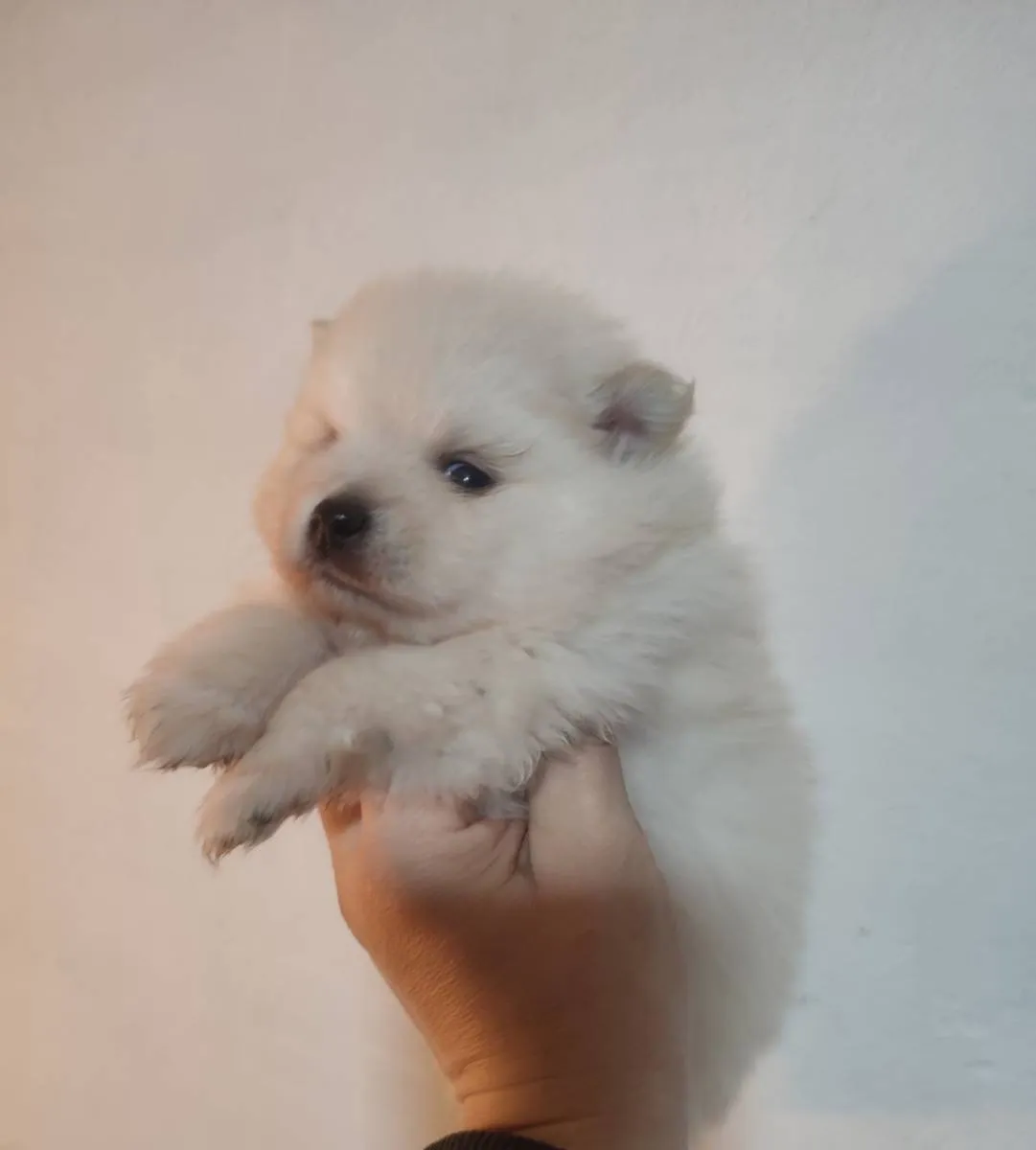 Nemački špic na prodaju, Subotica