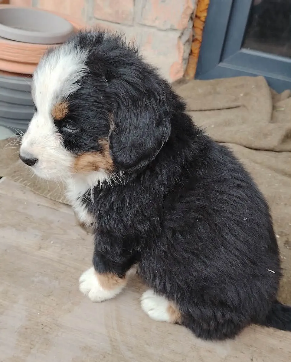 Bernski pastirski pas na prodaju, Subotica