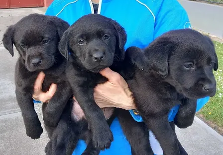Labrador retriver na prodaju, Sremska Mitrovica