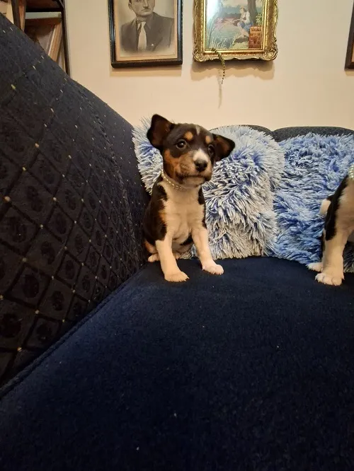 Basenji na prodaju, Ruma (6)