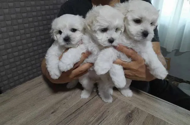 Bolonjski pas na prodaju, Novi Sad