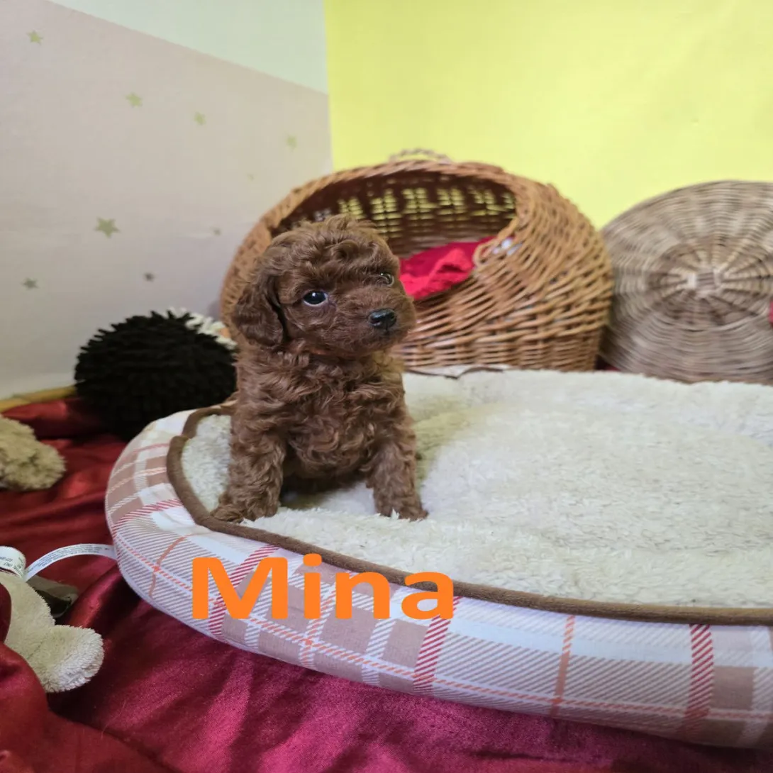 Pudla (patuljasta) na prodaju, Zrenjanin (6)