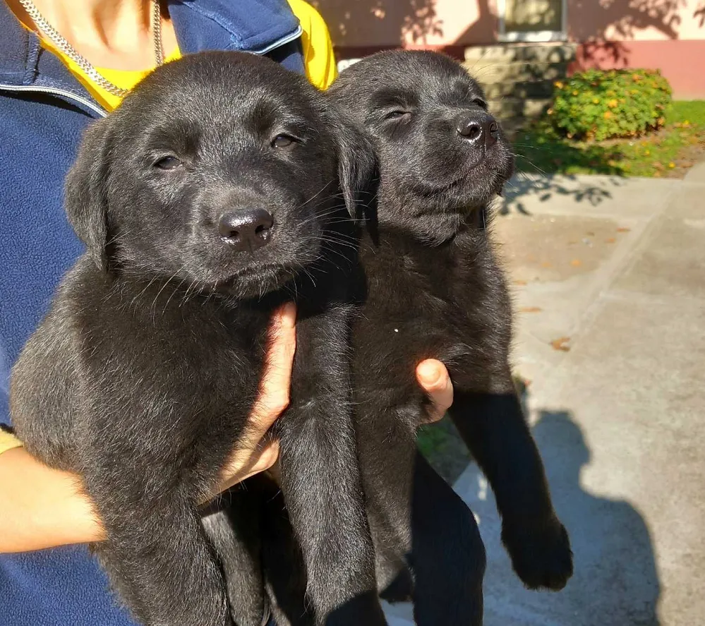 Labrador retriver na prodaju, Sremska Mitrovica
