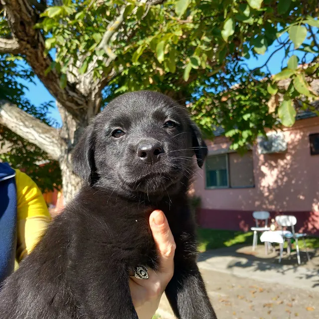 Labrador retriver na prodaju, Sremska Mitrovica (2)