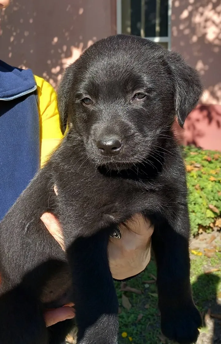 Labrador retriver na prodaju, Sremska Mitrovica (3)