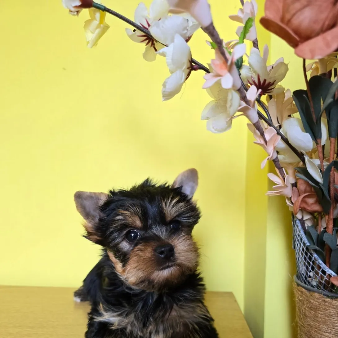 Jorkširski terijer na prodaju, Zrenjanin (2)