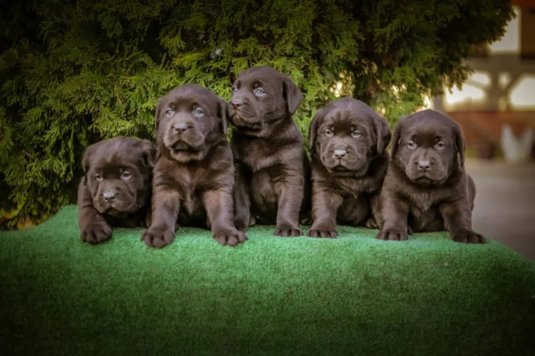 Labrador retriver na prodaju, Bačka Palanka