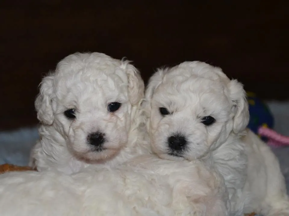 Pudla (patuljasta) na prodaju, Novi Sad