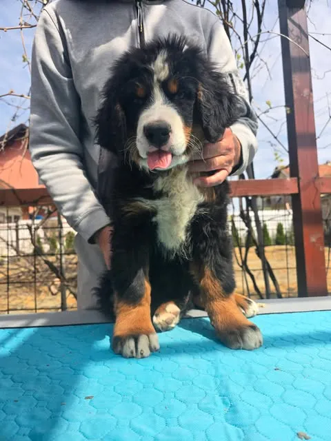 Bernski pastirski pas na prodaju, Novi Sad