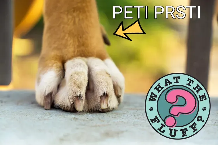 Bernski pastirski pas na prodaju, Šabac (2)