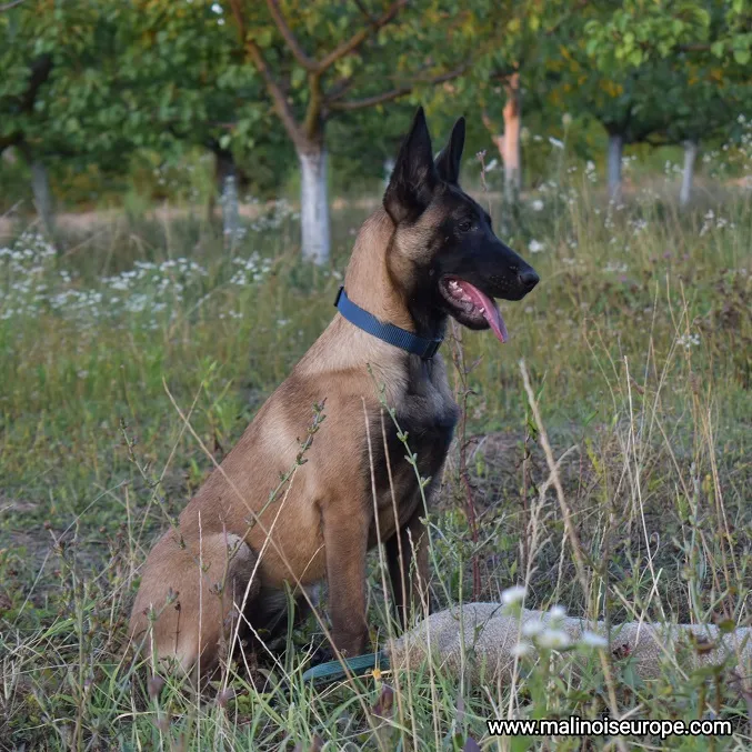 Belgijski ovčar na prodaju, Lazarevac (4)